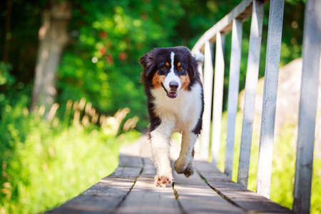 Australian shepherd dogの写真素材