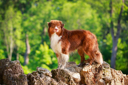 Australian shepherd dogの写真素材