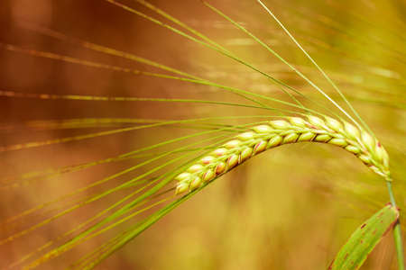 barney earの写真素材