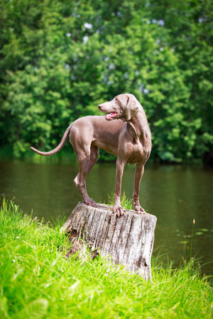 weimaraner dogの写真素材