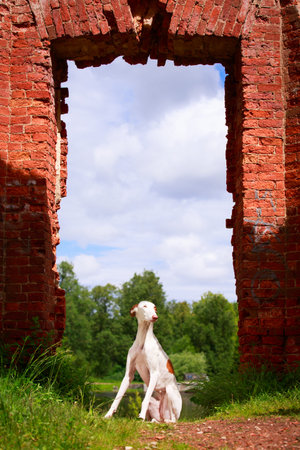 Ibizan Hound dogの写真素材