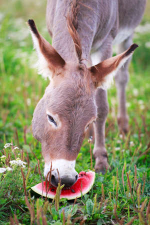 Grey donkeyの写真素材