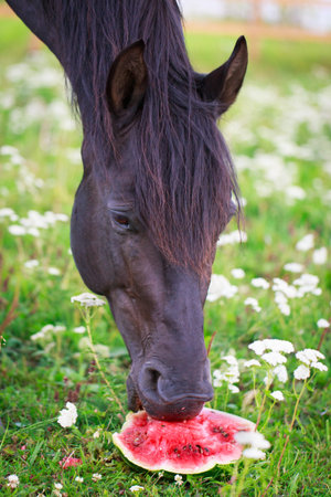 Trakehner black stallionの写真素材