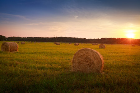 Landscape with hay