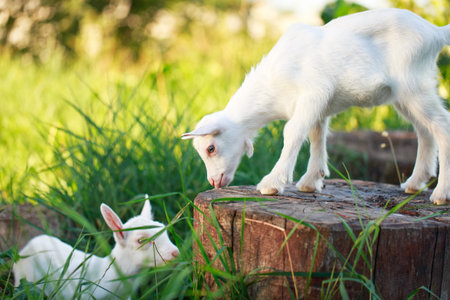 White goatling