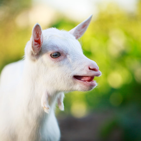 White goatling