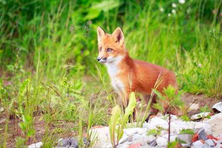 red fox pupの写真素材