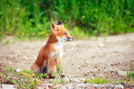 red fox pup