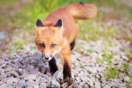 red fox pupの写真素材