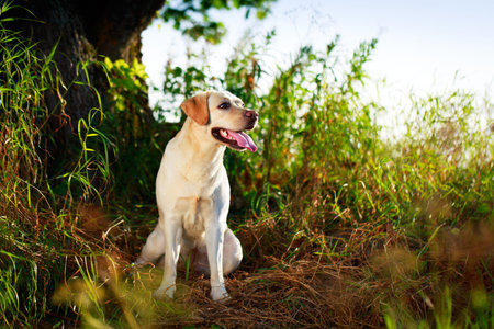 labrador retriever dog