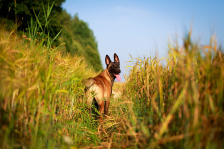 Malinois Belgian Shepherd dog