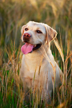 labrador retriever dogの写真素材