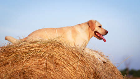 labrador retriever dogの写真素材