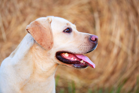 labrador retriever dogの写真素材