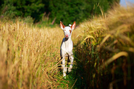 Ibizan Hound dogの写真素材