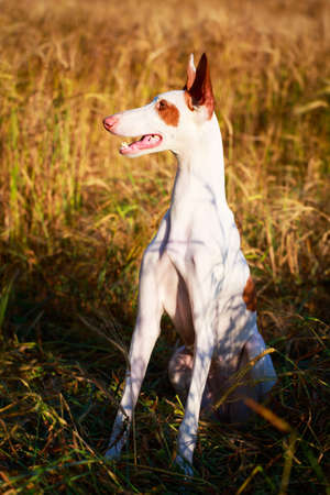 Ibizan Hound dogの写真素材