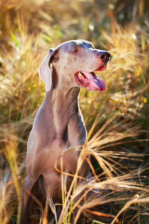 weimaraner dogの写真素材