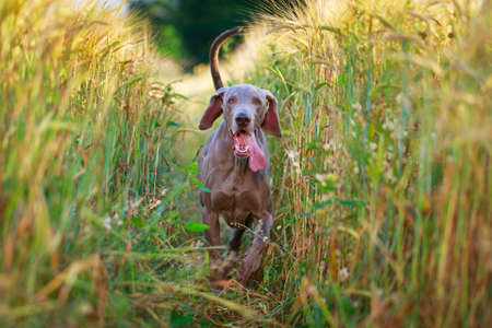weimaraner dogの写真素材