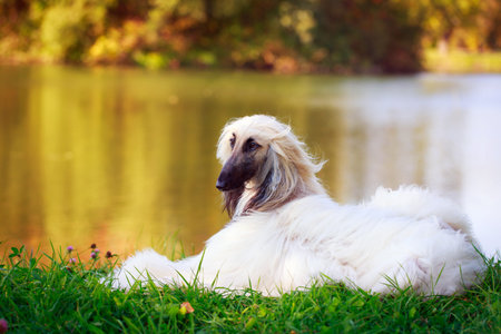 Afghan Hound dogの写真素材