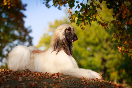 Afghan Hound dogの写真素材