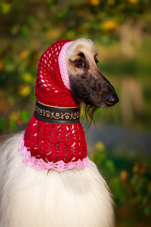 Afghan Hound dogの写真素材