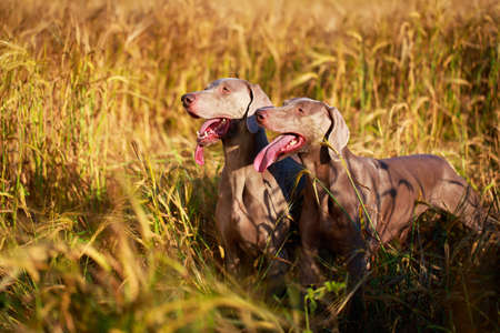 weimaraner dogの写真素材