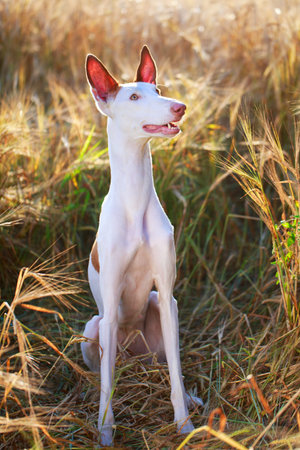 Ibizan Hound dogの写真素材