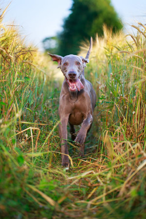 weimaraner dogの写真素材