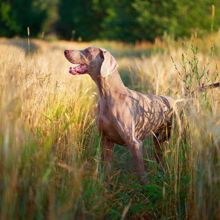 weimaraner dogの写真素材