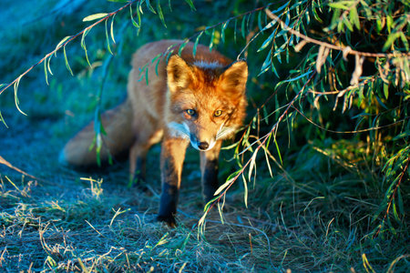 red fox