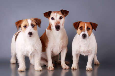 Jack Russell Terrier dogの写真素材