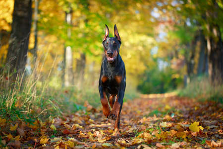 Doberman Pinscher dogの写真素材