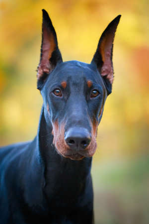 Doberman Pinscher dogの写真素材
