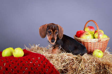 wire-haired dachshund dogの写真素材