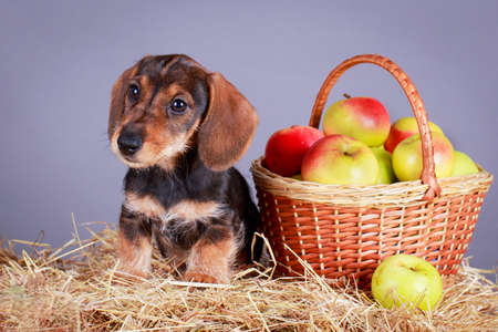 wire-haired dachshund dogの写真素材