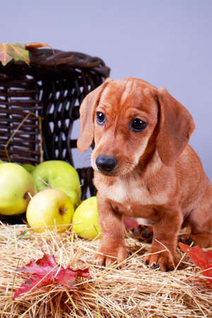 wire-haired dachshund dogの写真素材