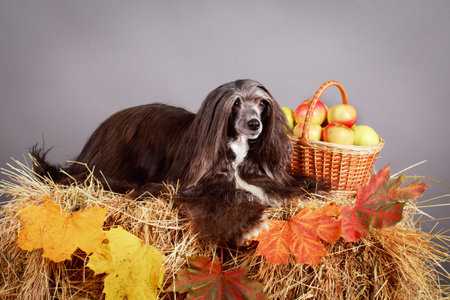 Chinese Crested Dog