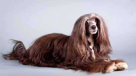 Chinese Crested Dogの写真素材