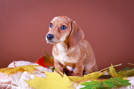 wire-haired dachshund dog