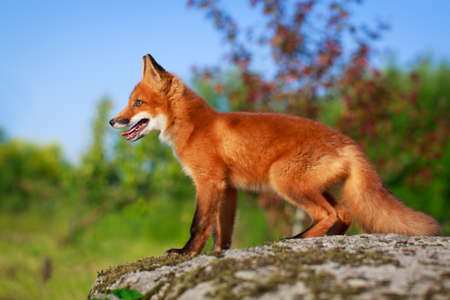 red foxの写真素材