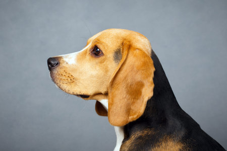 Beagle dogの写真素材