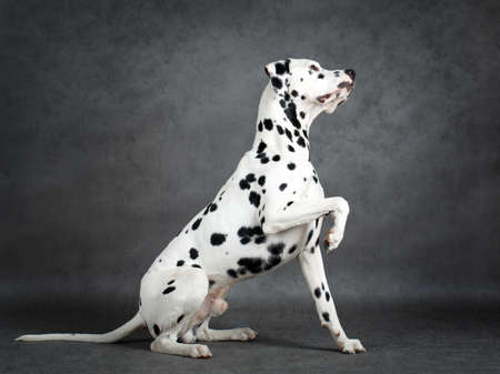 Dalmatian dogの写真素材