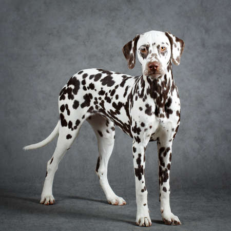 Dalmatian dogの写真素材