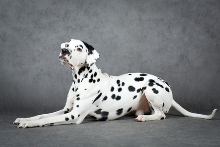 Dalmatian dogの写真素材