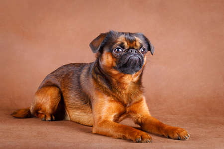 Petit Brabancon dogの写真素材