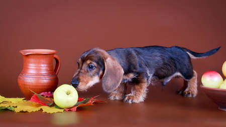 wire-haired dachshund dogの写真素材