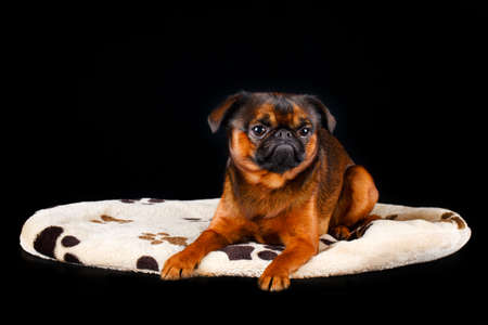 Petit Brabancon dogの写真素材