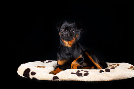 Petit Brabancon dogの写真素材