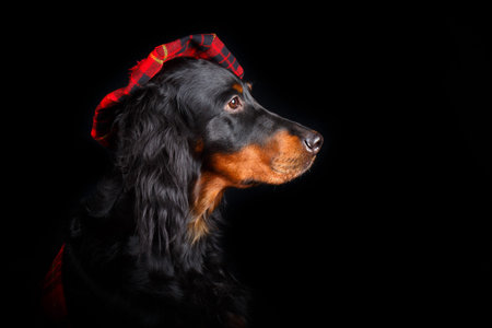 setter gordon dog