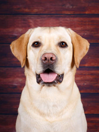 labrador retriever dogの写真素材
